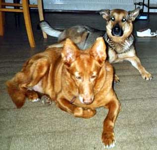 Luki und Senta