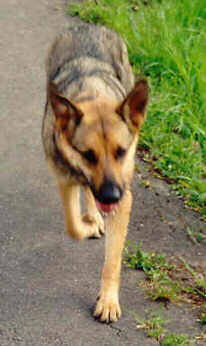 Senta