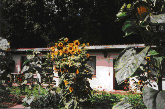 Bungalow1