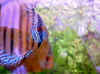 0002_small.jpg (2272 Byte)