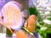 00071_small.jpg (3660 Byte)