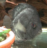 Fisch mit fortgeschrittener Diskusseuche.