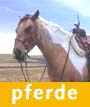 Pferde