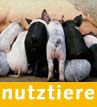 Nutztiere