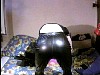poschwarz002.jpg