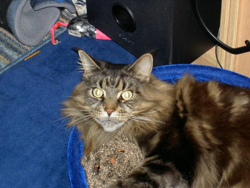 Marcels Kater