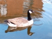 Desktop Goose