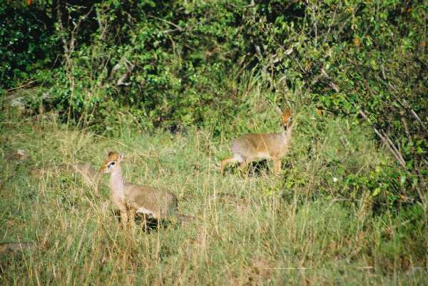 Dik Dik