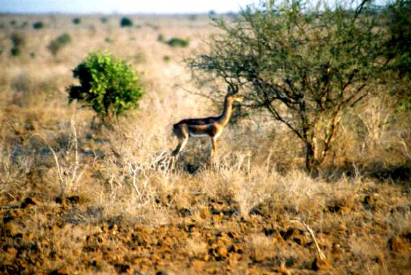 Giraffengazelle
