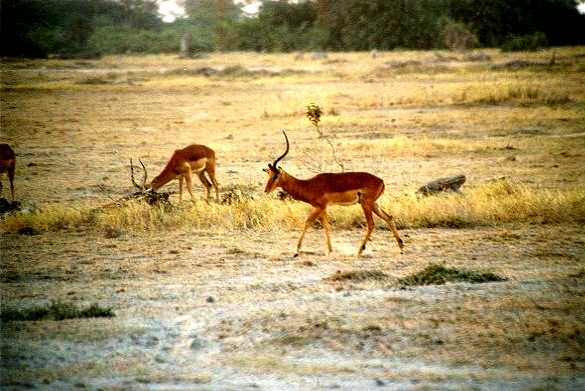 Impala