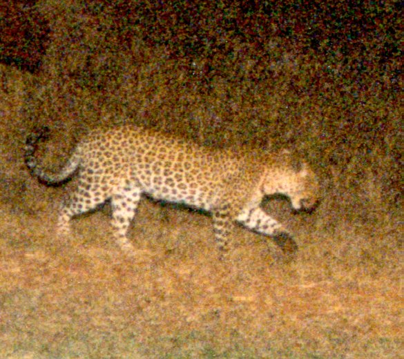 Leopard
