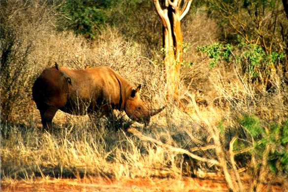 Black Rhino