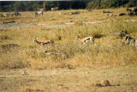 Thomson Gazelle