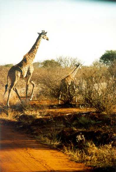 Masai Giraffe