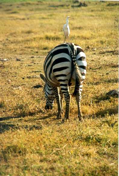 Zebra