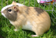 Meerscheinchen Lucy