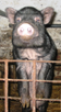 Das Hngebauchschweinchen Rudi