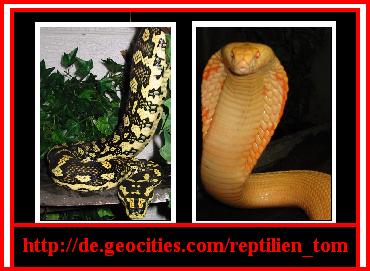 Toms Reptilien Page!