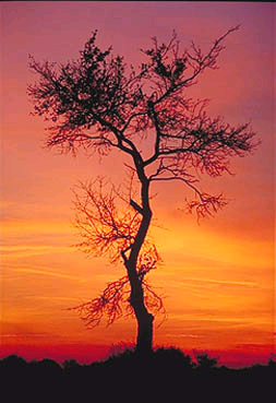 NATURFOTOGRAFIE - Axel Krieger