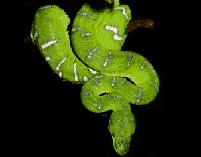 Tom`s Reptilien Page!