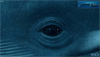 Das grte Web-Banner der Welt