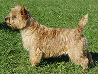 Cairn Terrier- Rudel mit Welpe
