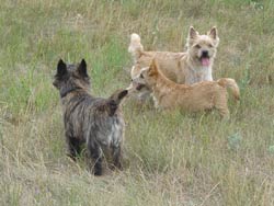 Cairn Terrier- Rudel mit Welpe