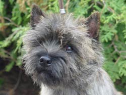 Cairnterrier- Hündin