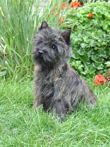 Cairnterrier- Hündin