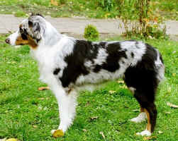 STEHAY~1.jpg (91184 Byte)