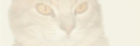 unser Deckkater "Possi"