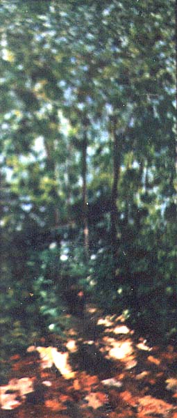 Merlin im Breukelwald