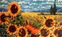 Sonnenblumenfeld