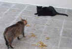 Missi und Minko.JPG (64797 Byte)