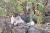 katze3.jpg (118539 Byte)