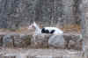 katze4.jpg (105581 Byte)