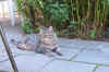 katze7.jpg (105439 Byte)
