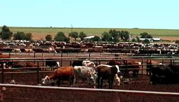 gro�e Rinderherden gibt's in Texas