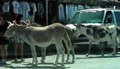 Esel und Touristen sind gern in Oatman
