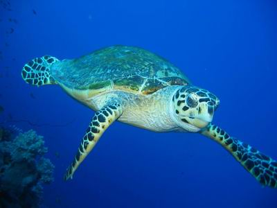 Meeresschildkröte, aufgenommen in Ägypten, Shaab Sharm