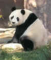 pandas18.jpg (31277 bytes)