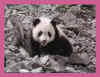 pandas19.jpg (22088 bytes)