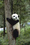 pandas2.jpg (61718 bytes)