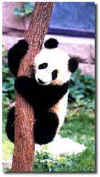 pandas4.jpg (13115 bytes)