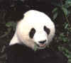 pandas5.jpg (29406 bytes)