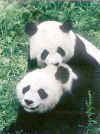 pandas7.jpg (8041 bytes)