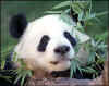 pandas8.jpg (10643 bytes)
