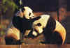 pandas9.jpg (13754 bytes)