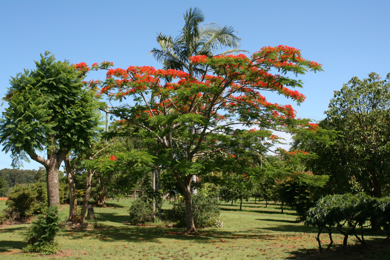 Poinciana