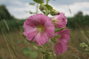 Feldblumen